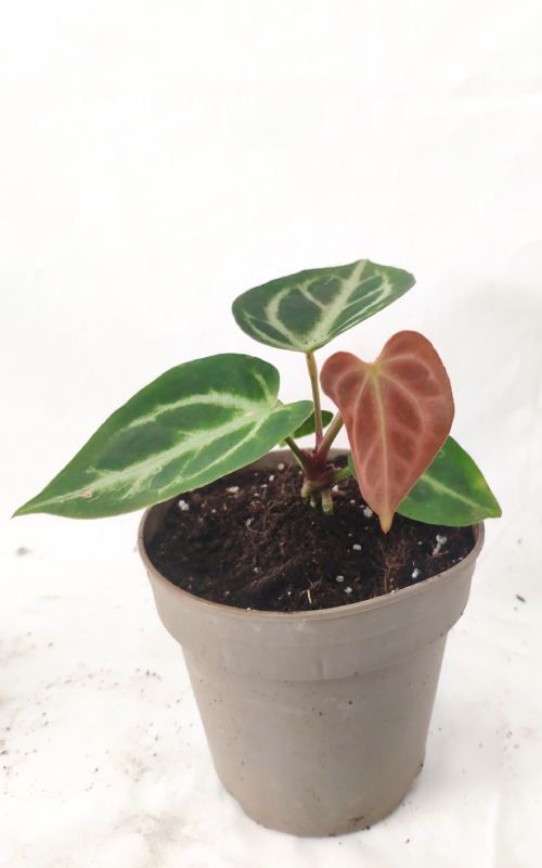 Anthurium Crystallinum Silver Blush
